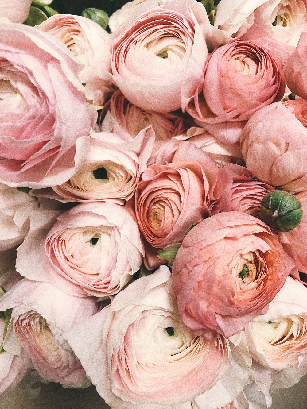 Flores em tons de rosa
